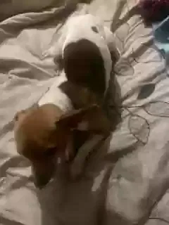 Lost dog in Breaux Bridge, LA, 70517