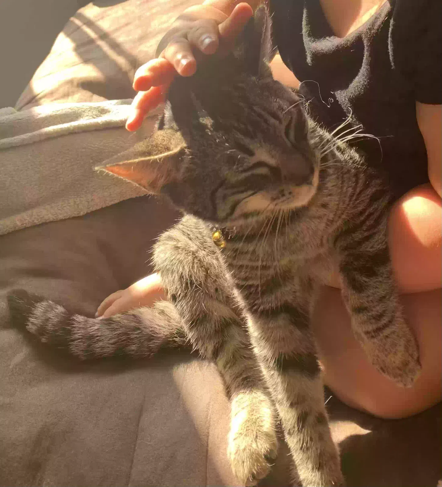 Lost cat in Fresno, CA, 93722