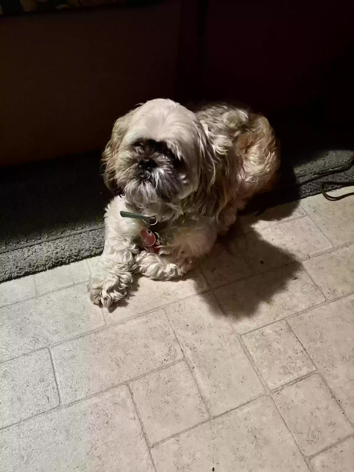 Lost dog in High Springs, FL, 32643