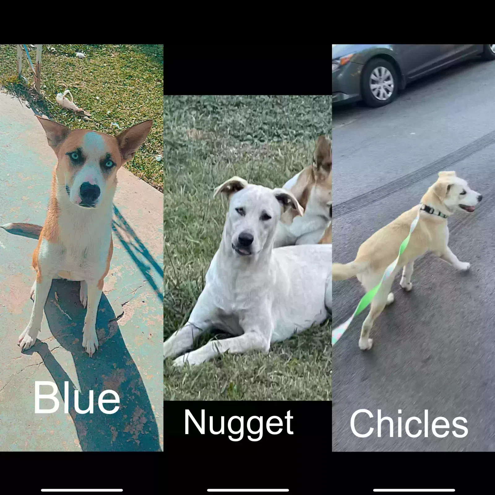 Lost dog in Fort Worth, TX, 76115