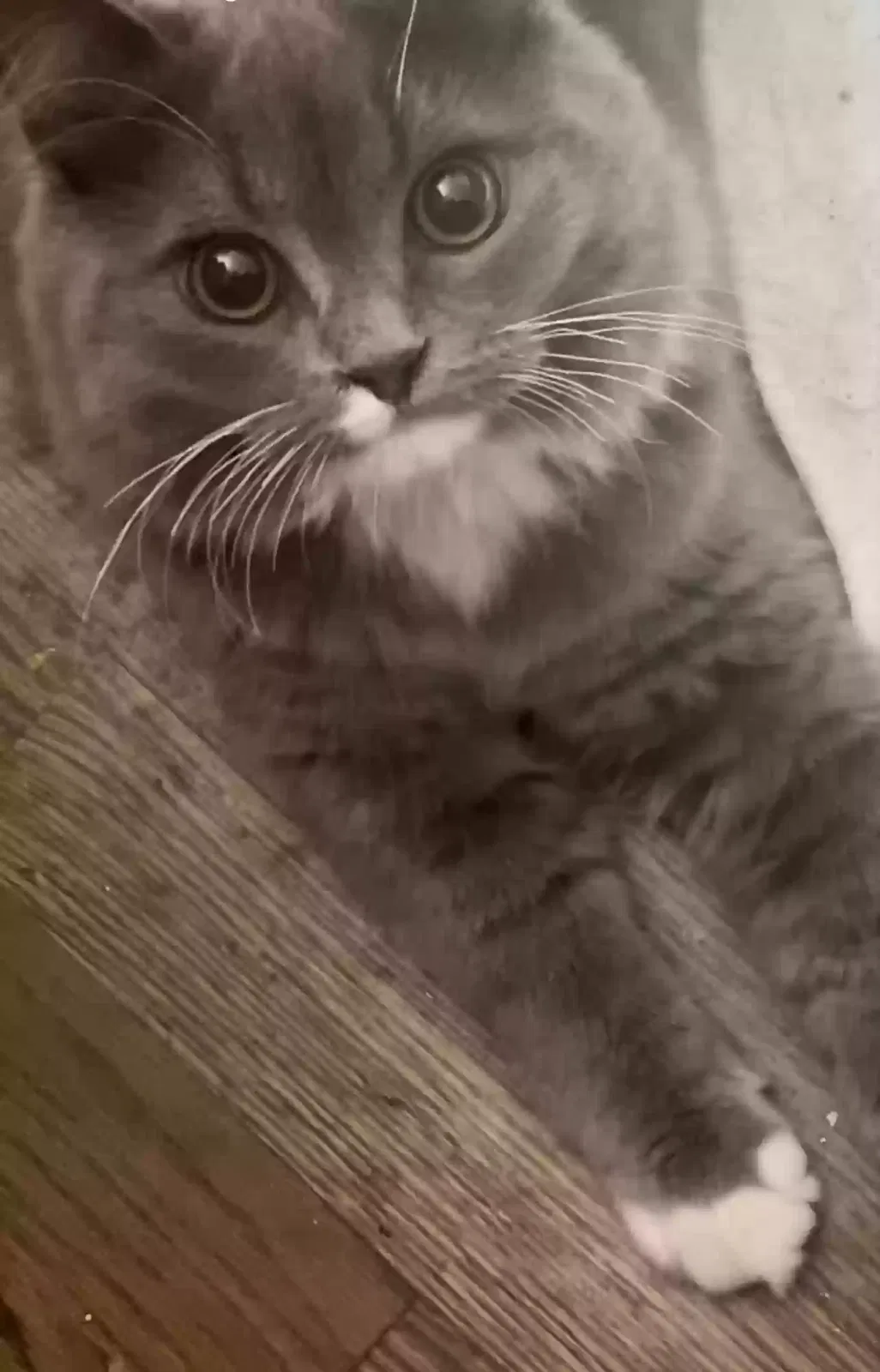 Lost cat in Bothell, WA, 98012