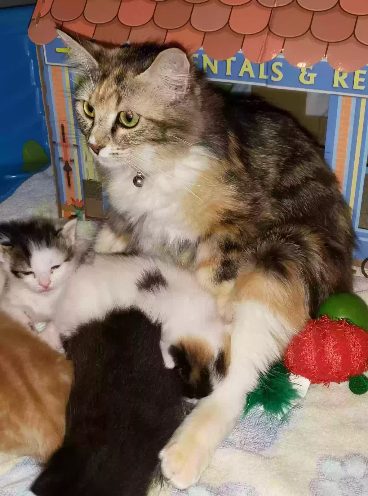 Lost cat in Anderson, SC, 29621