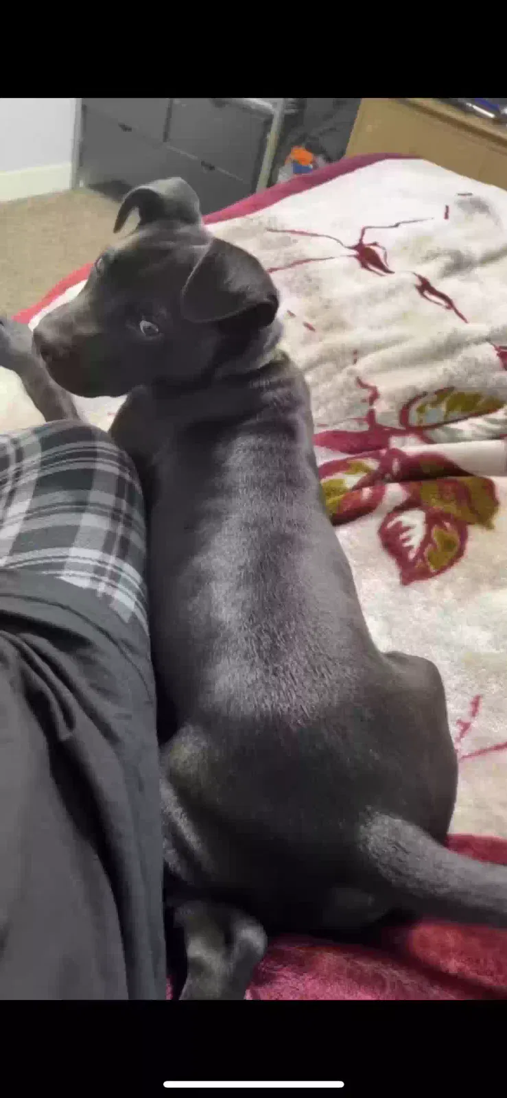 Lost dog in Corpus Christi, TX, 78408