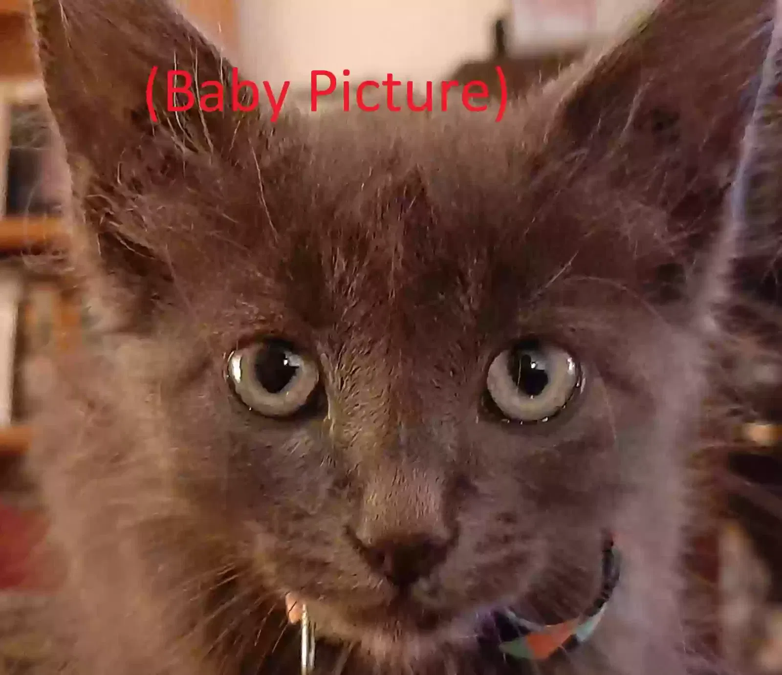 Lost cat in Cerritos, CA, 90703