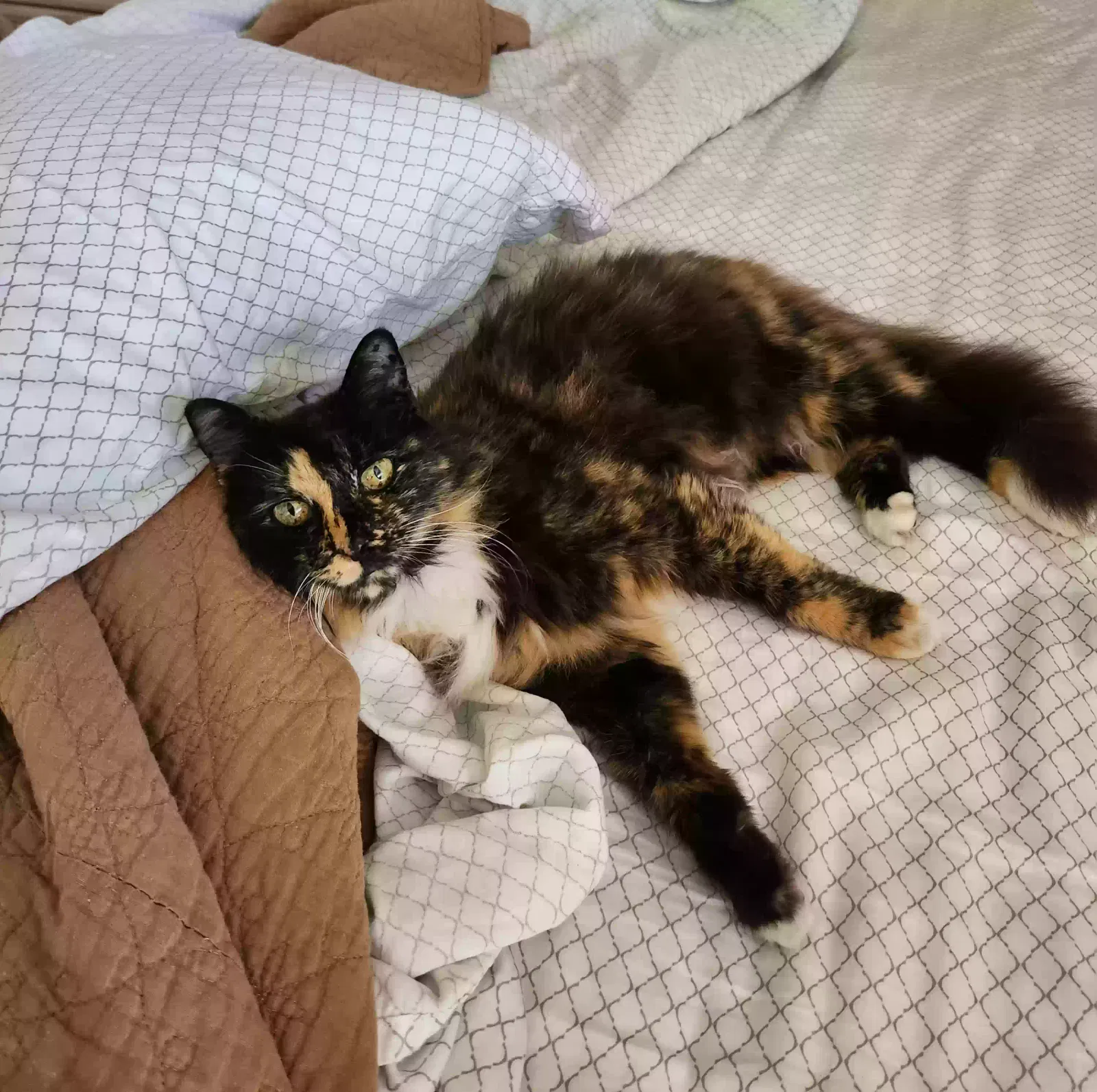 Lost cat in Cape Coral, FL, 33991