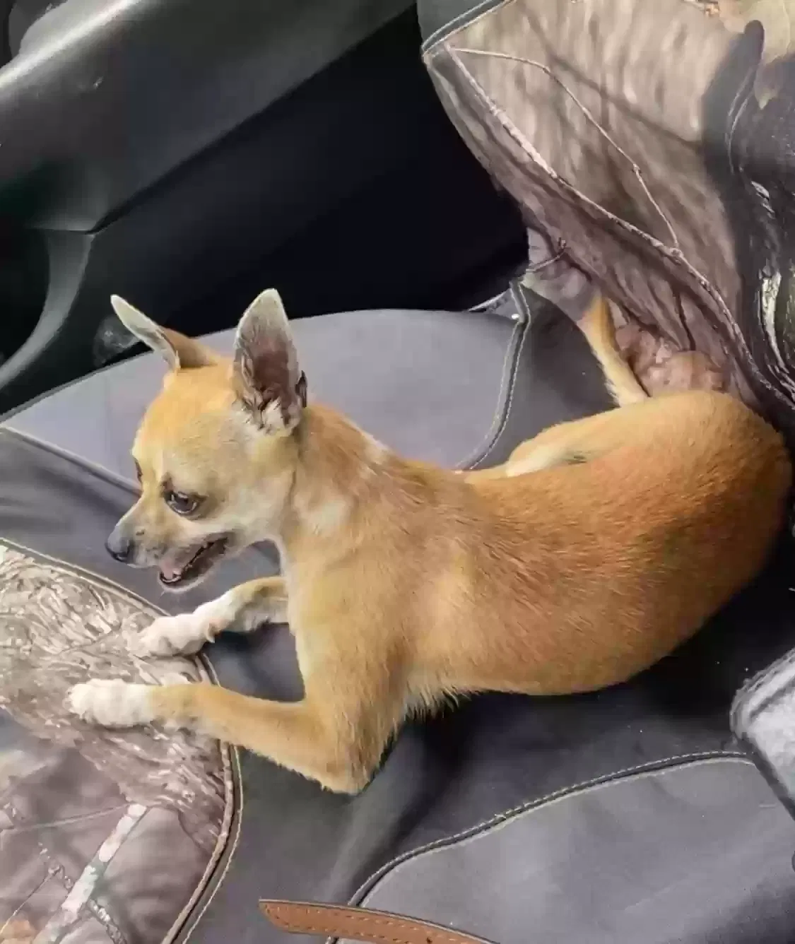 Lost dog in Oklahoma City, OK, 73122
