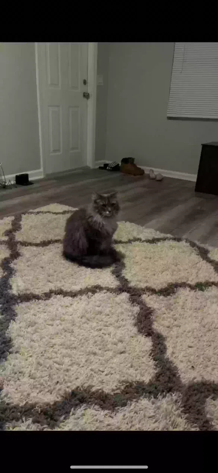 Lost cat in Fort Pierce, FL, 34982