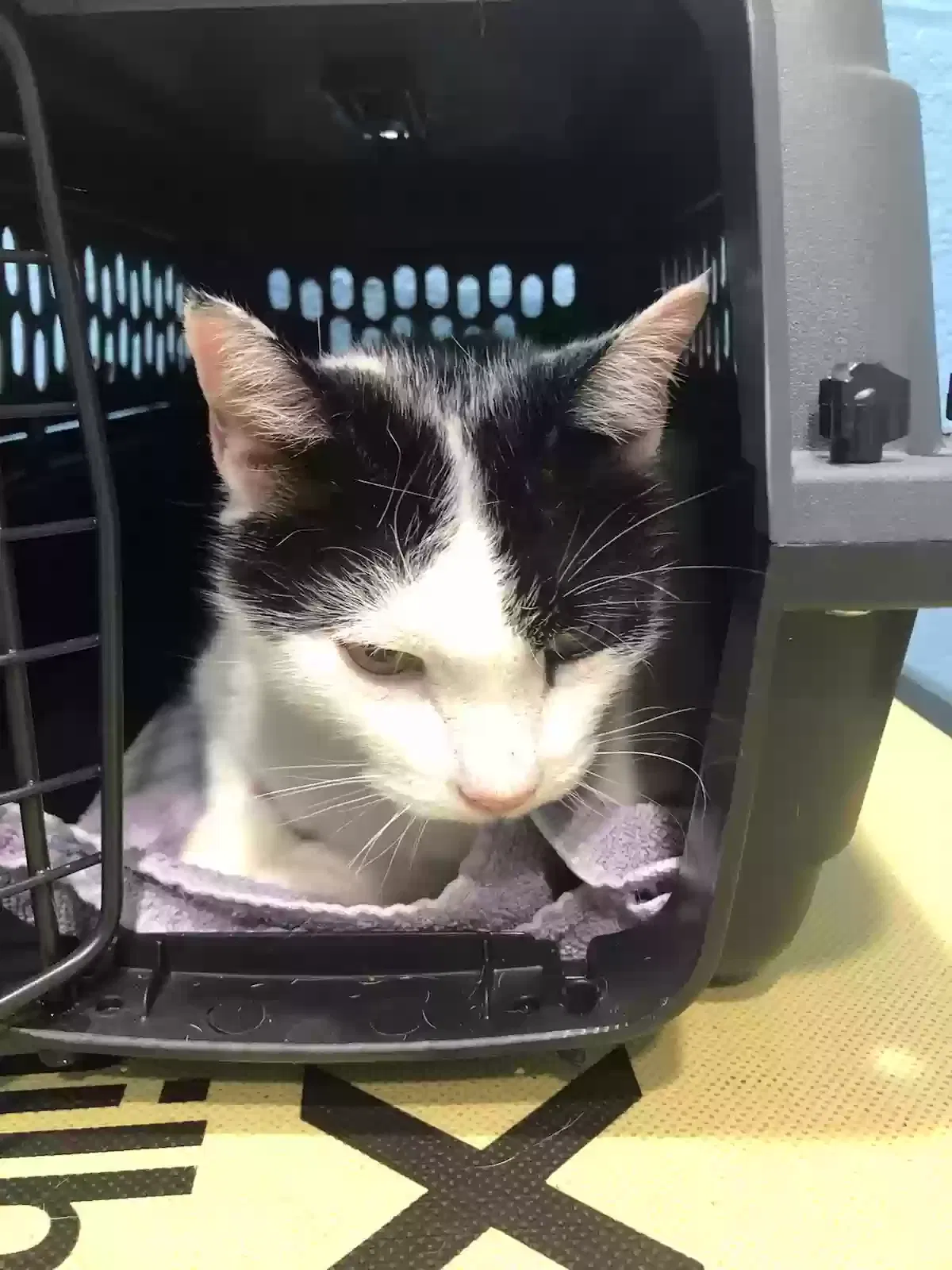 Lost cat in Lake Jackson, TX, 77566