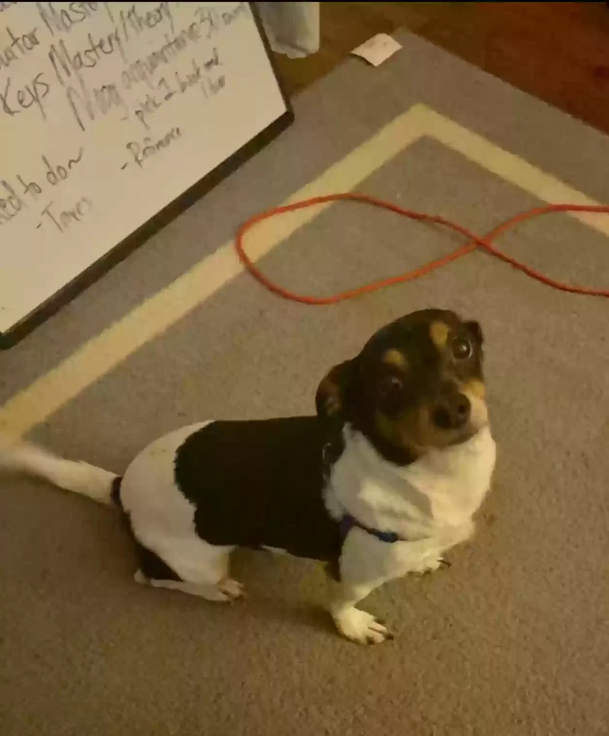 Lost dog in Birmingham, AL, 35205