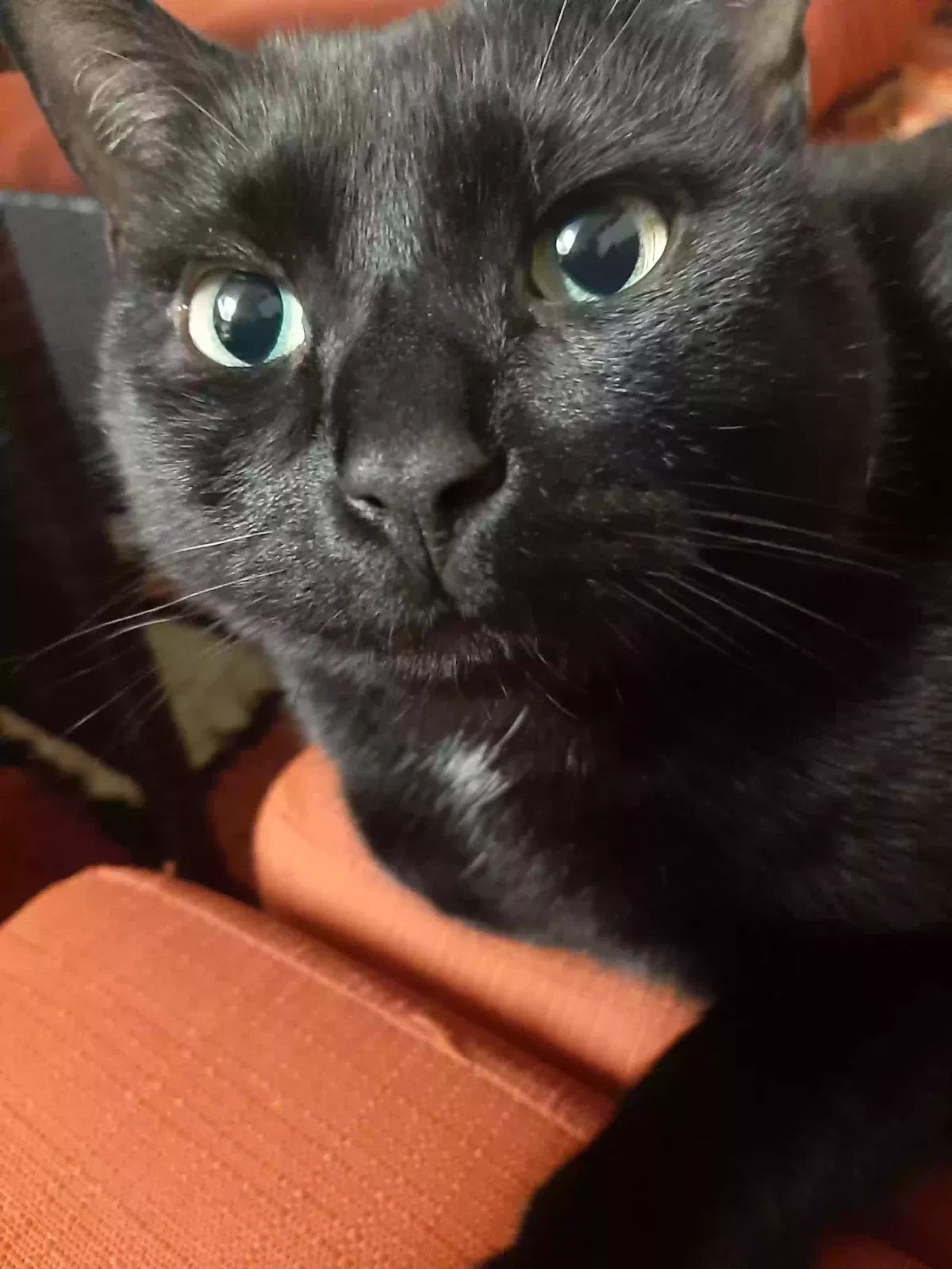 Lost cat in Bristol, CT, 6010