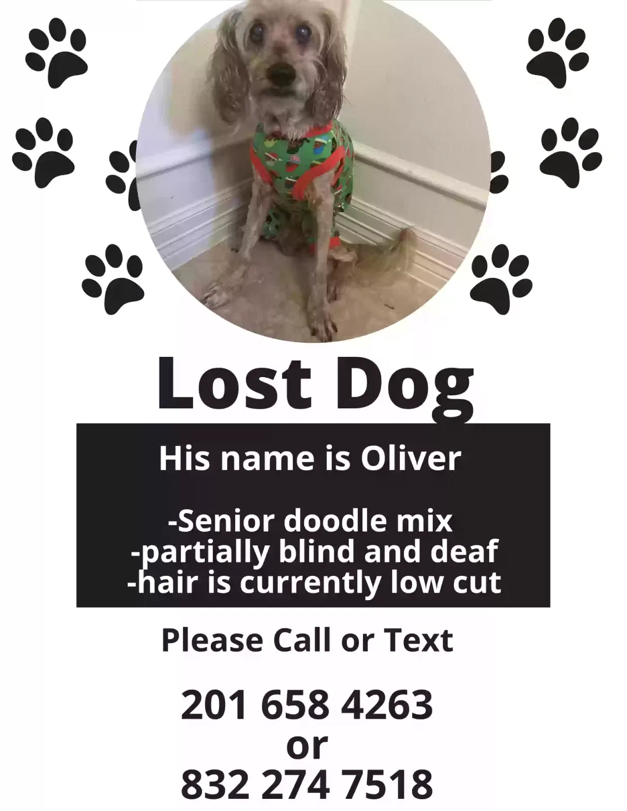 Lost dog in Houston, TX, 77069