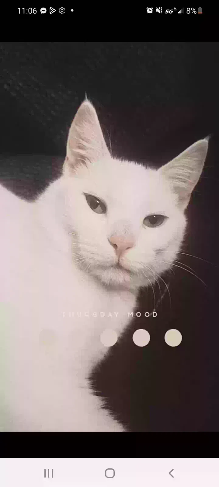 Lost cat in Springfield, OH, 45505