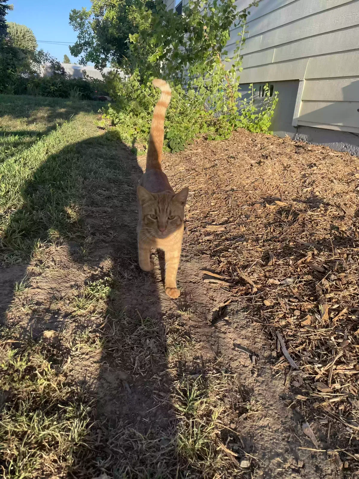 Found cat in Woodburn, OR, 97071