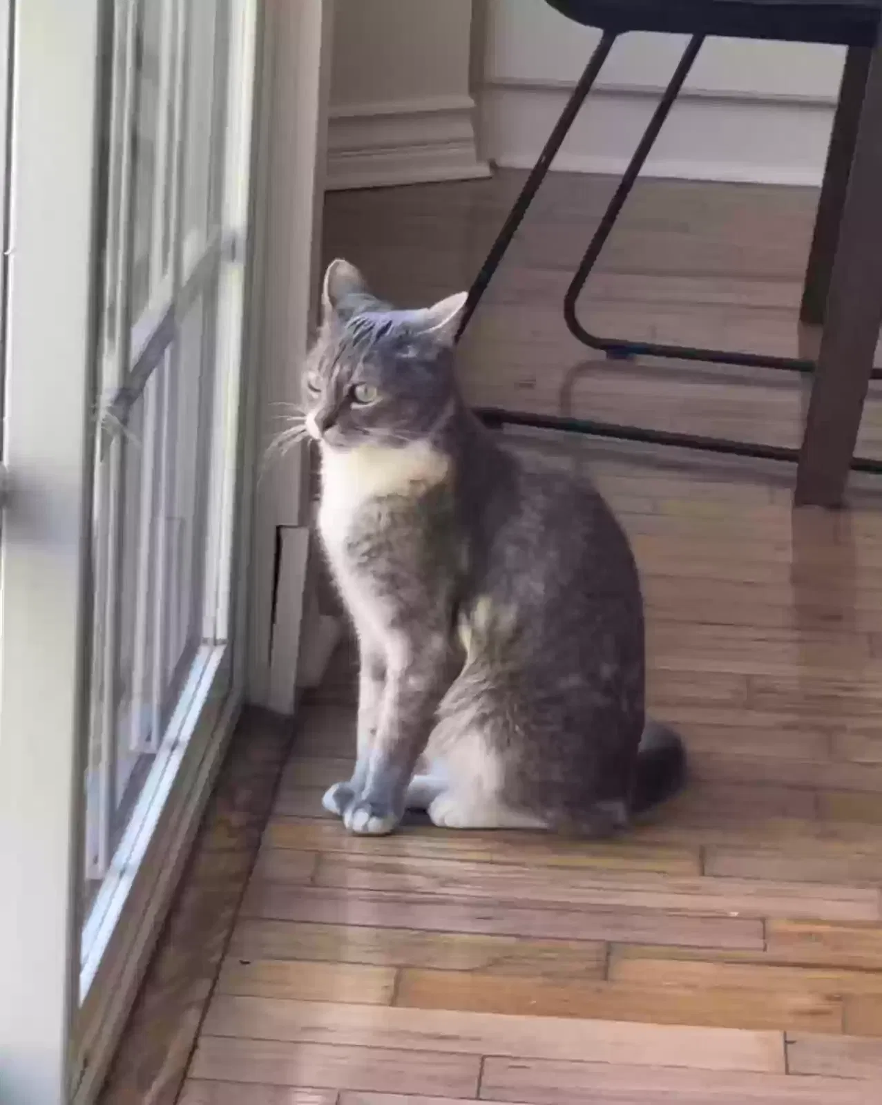 Lost cat in Chatsworth, CA, 91311
