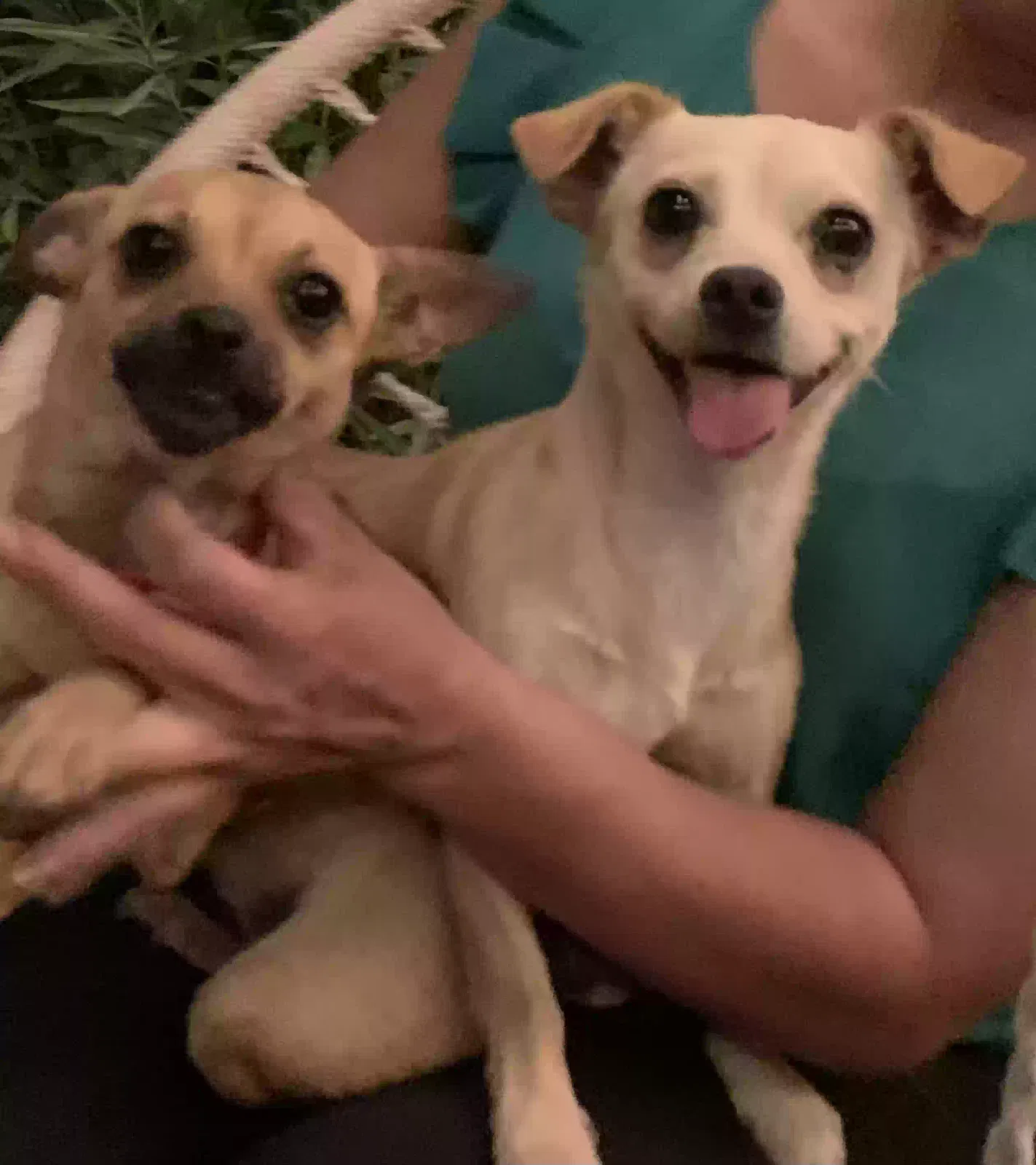 Found dog in El Paso, TX, 79928