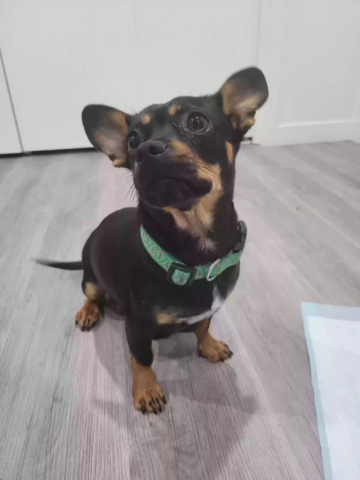 Found dog in Montebello, CA, 90640