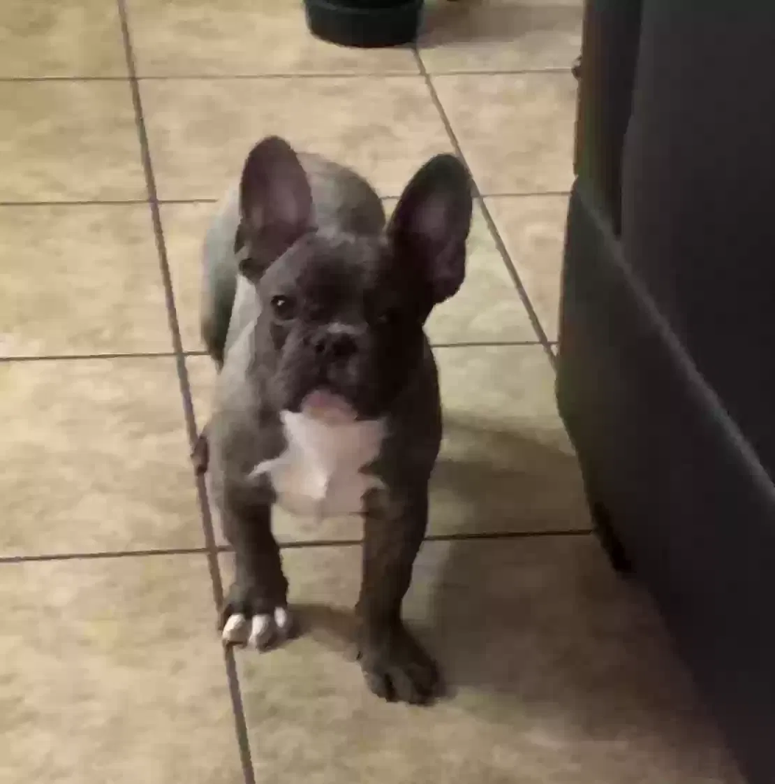 Lost dog in Ontario, CA, 91762