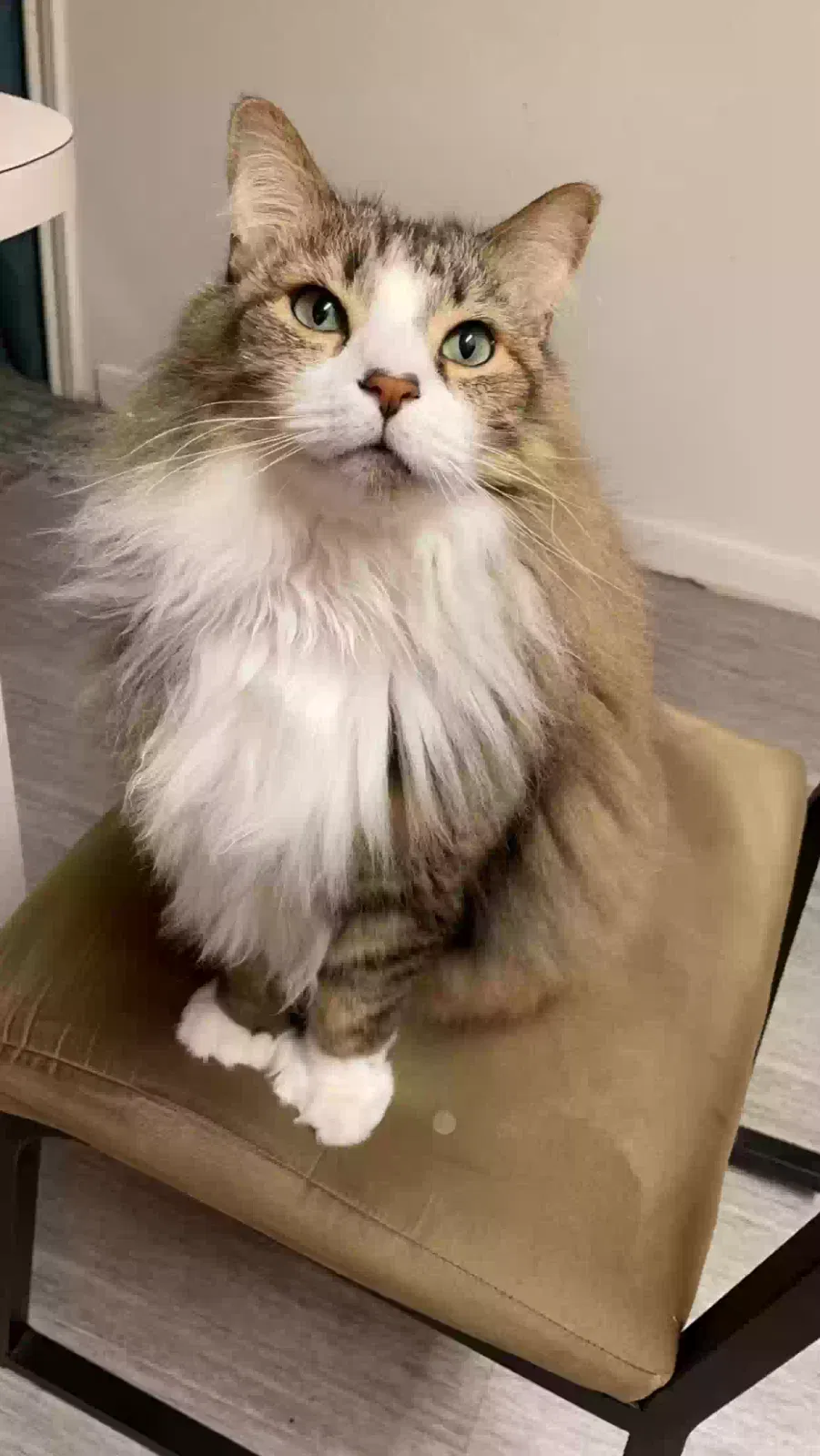 Lost cat in Kerrville, TX, 78028