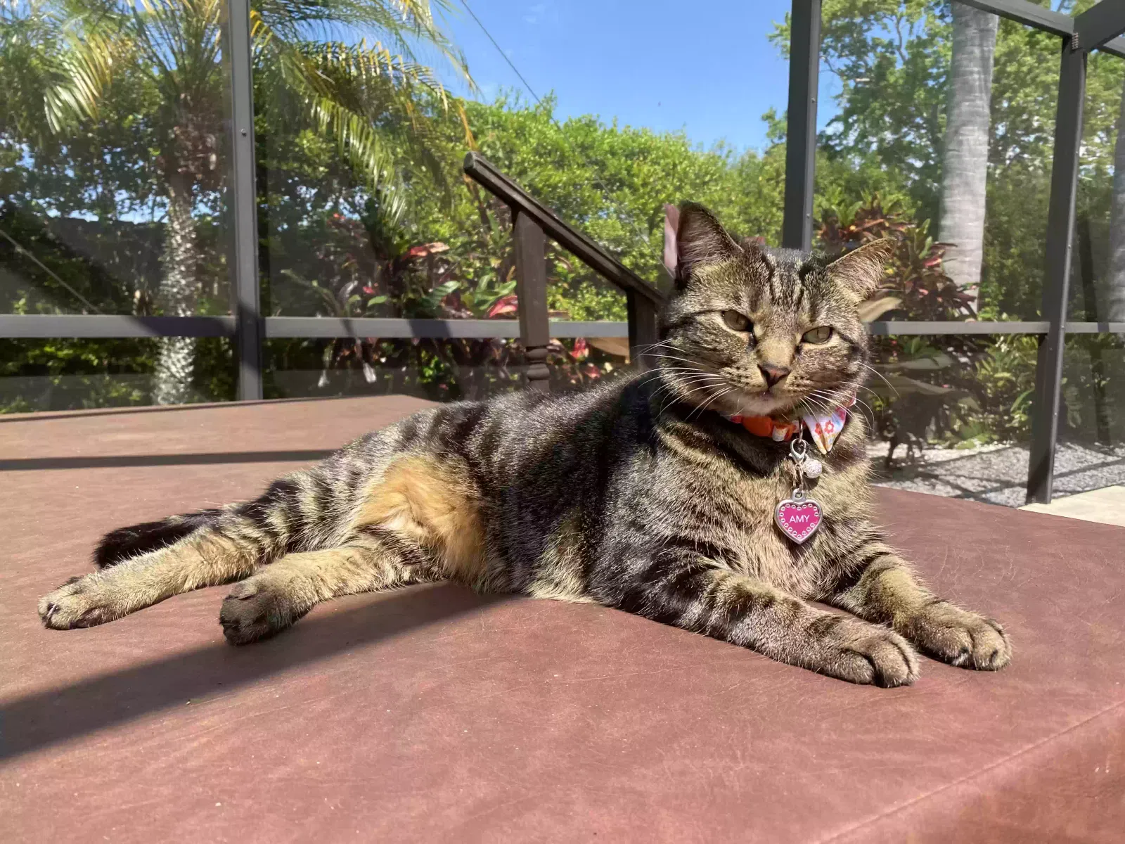 Lost cat in Jenison, MI, 49428