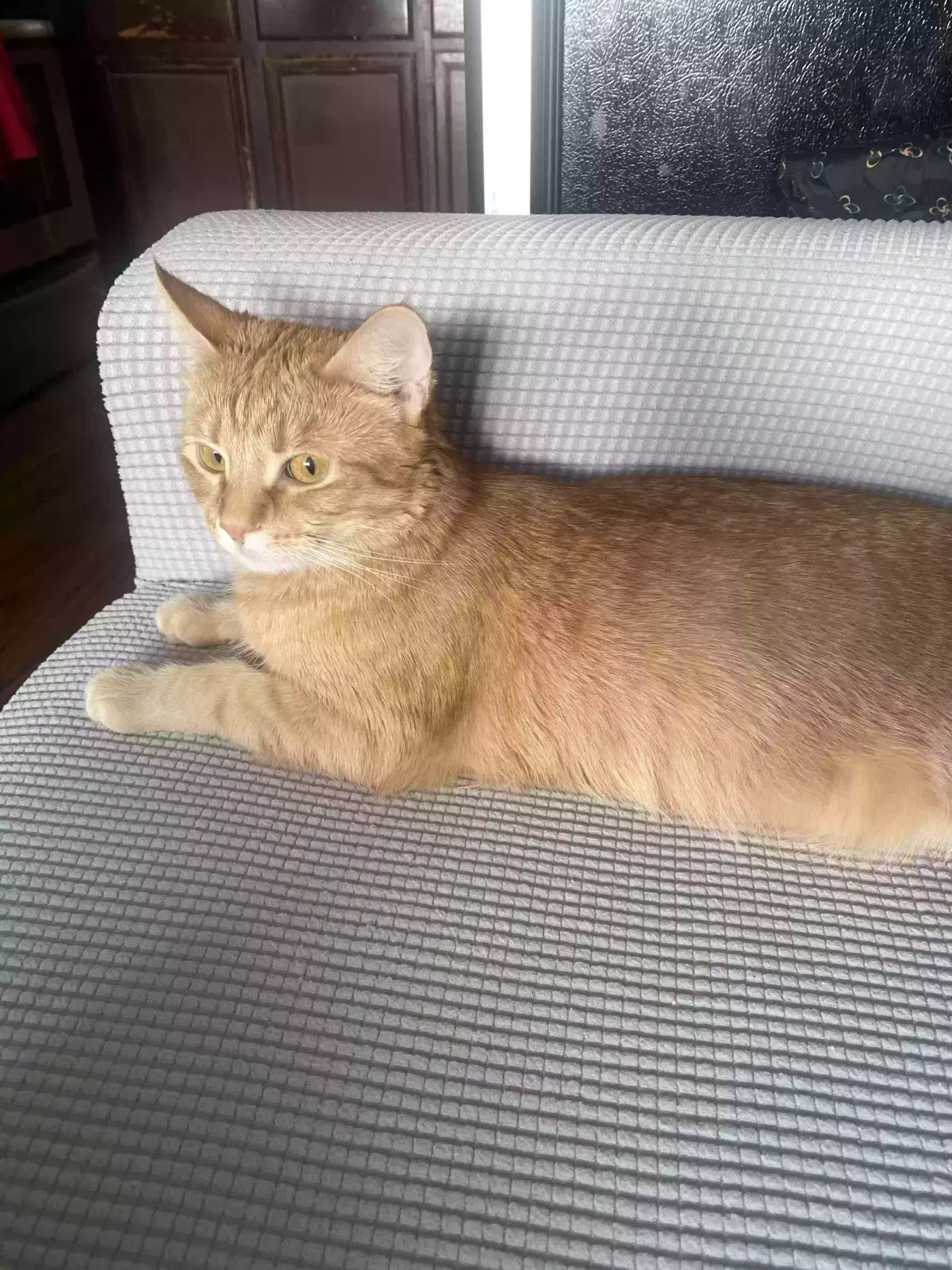 Lost cat in Cincinnati, OH, 45237