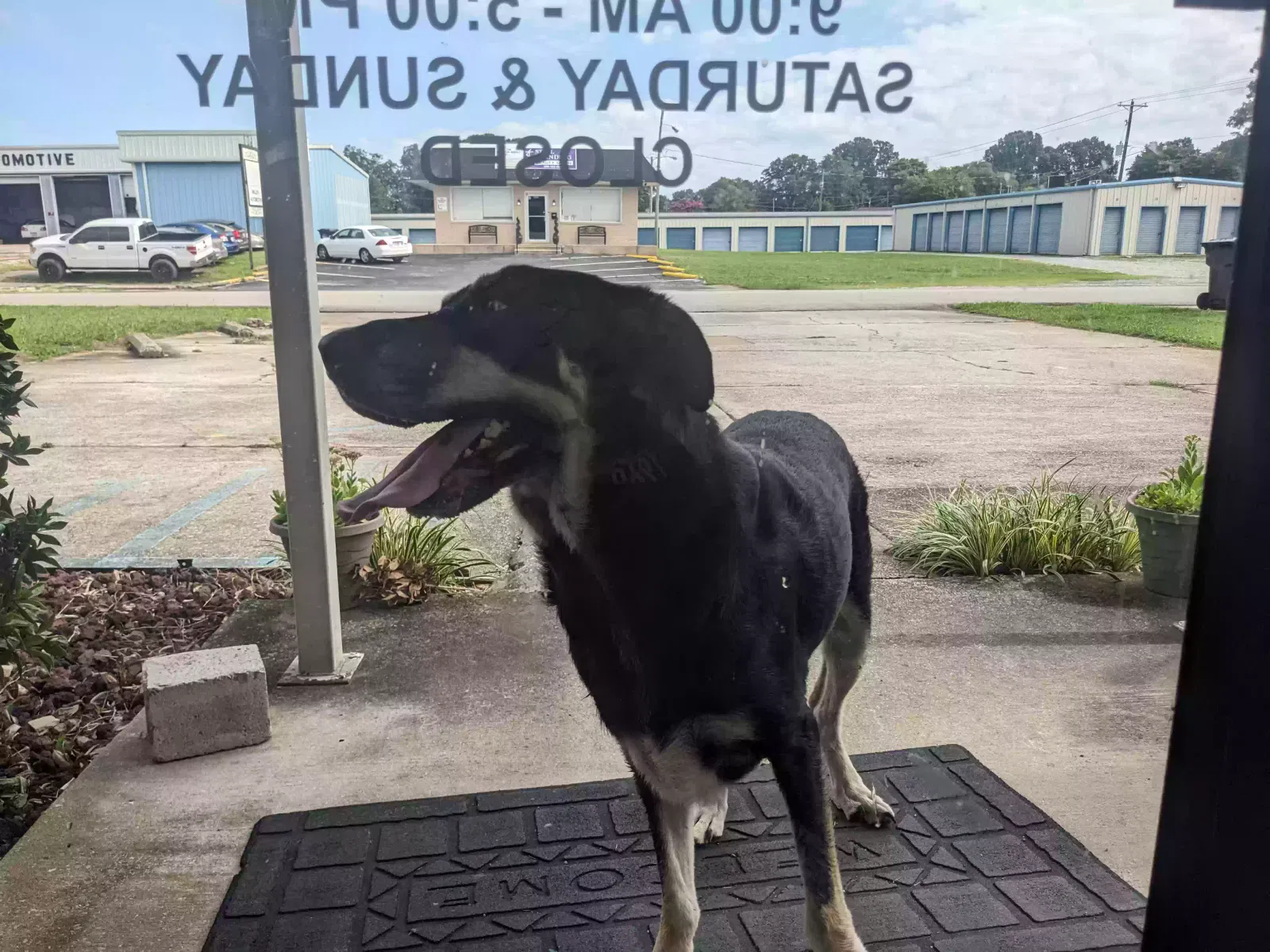 Lost dog in Muscle Shoals, AL, 35661