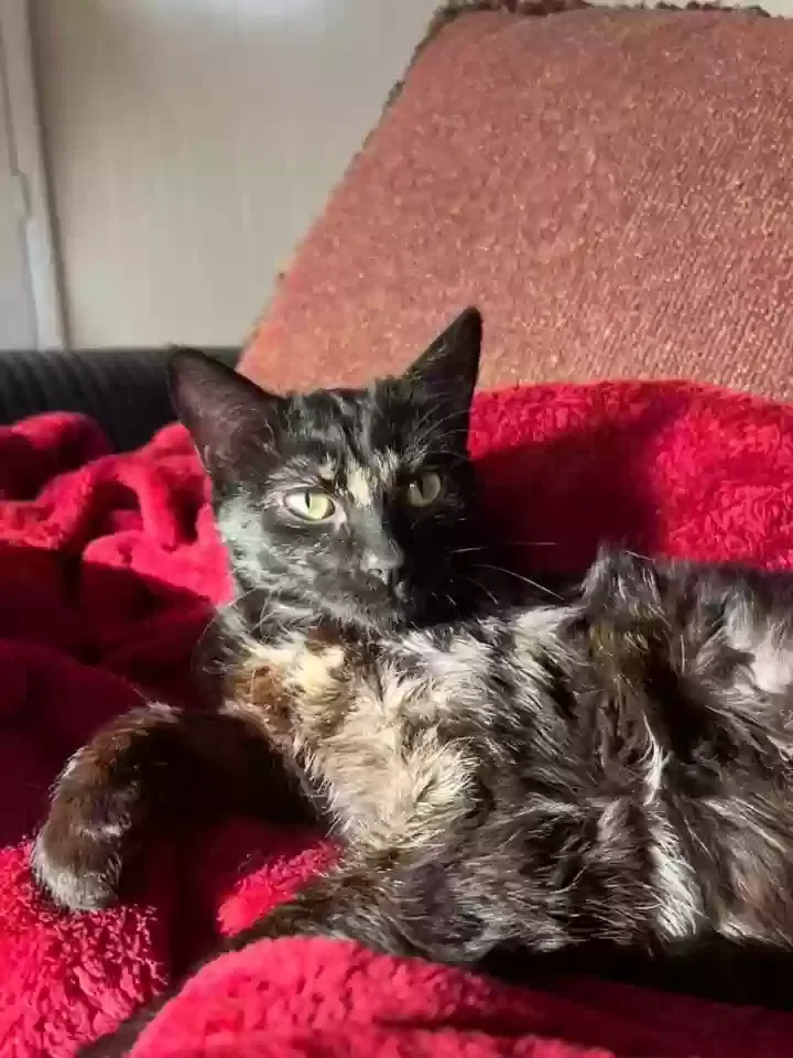 Lost cat in Oak Park, MI, 48237