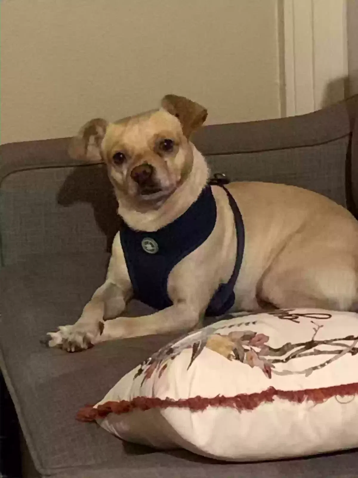 Lost dog in Long Beach, CA, 90810