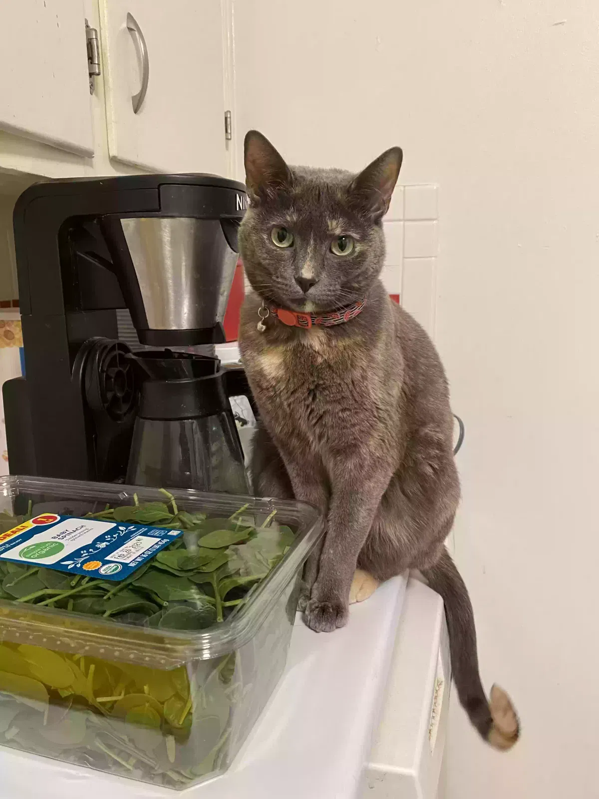 Lost cat in Albuquerque, NM, 87110