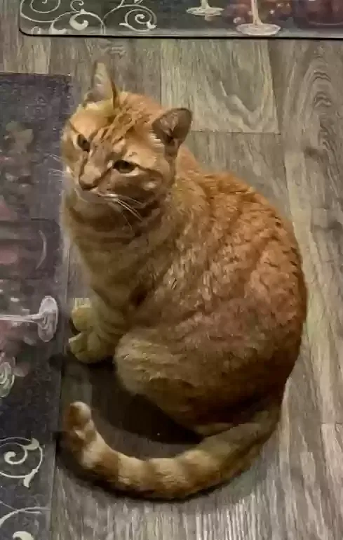 Lost cat in Littleton, CO, 80127