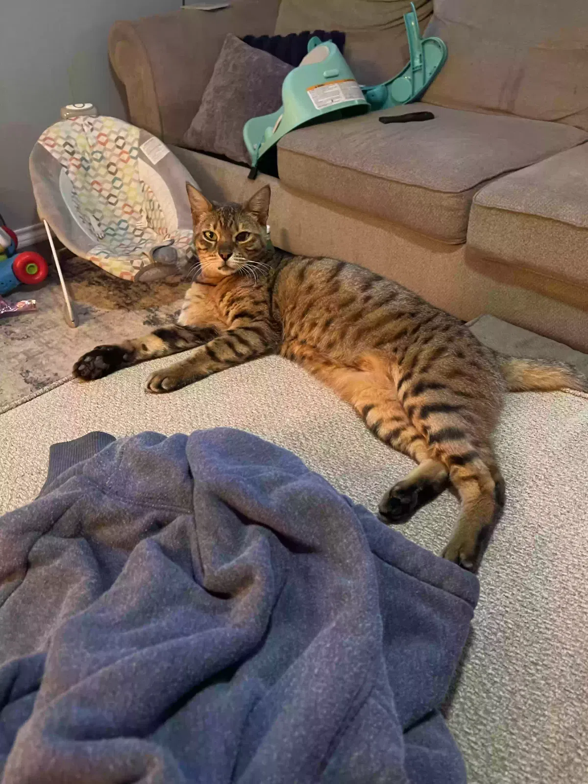 Lost cat in Idyllwild, CA, 92549