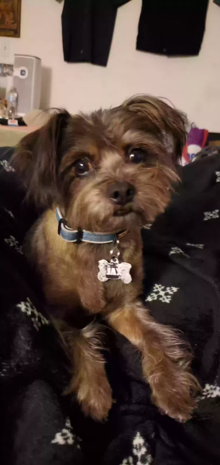 Lost dog in Lawndale, CA, 90260