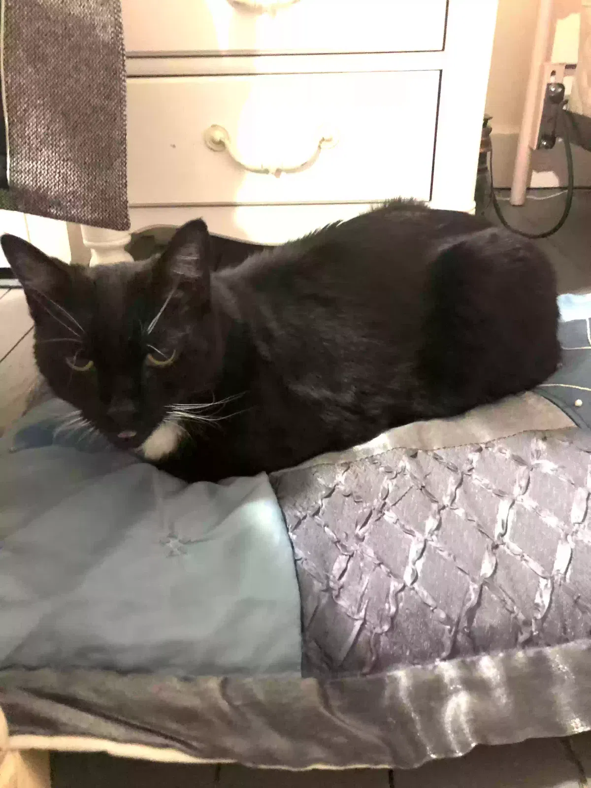 Lost cat in High Bridge, NJ, 8829