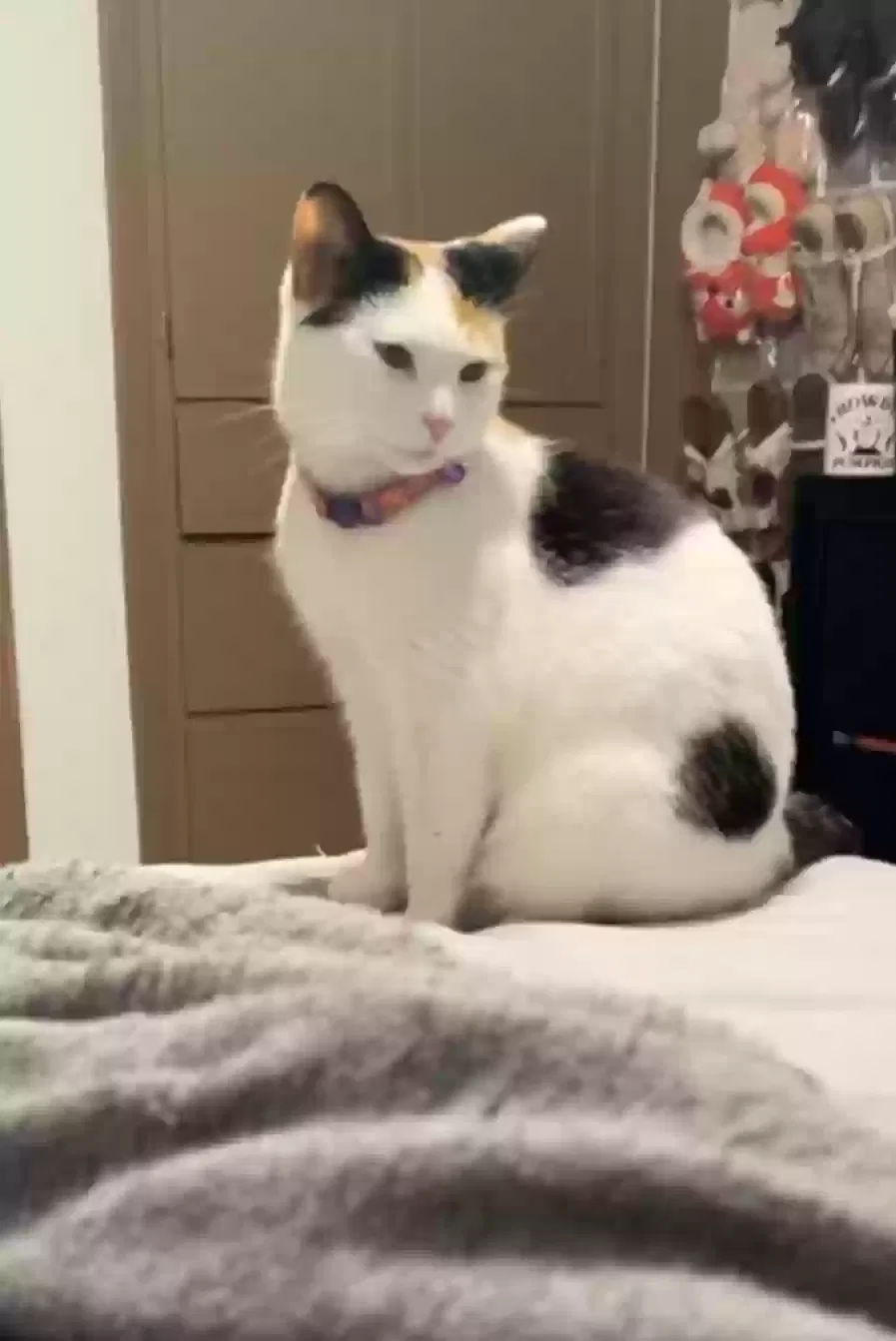 Lost cat in Green Bay, WI, 54304