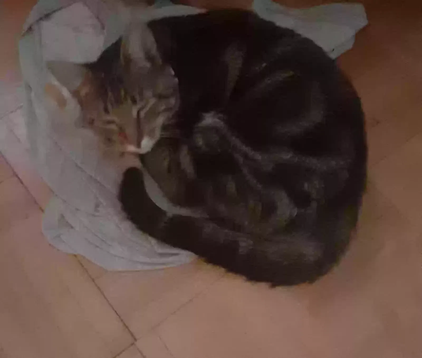 Lost cat in Houston, TX, 77083