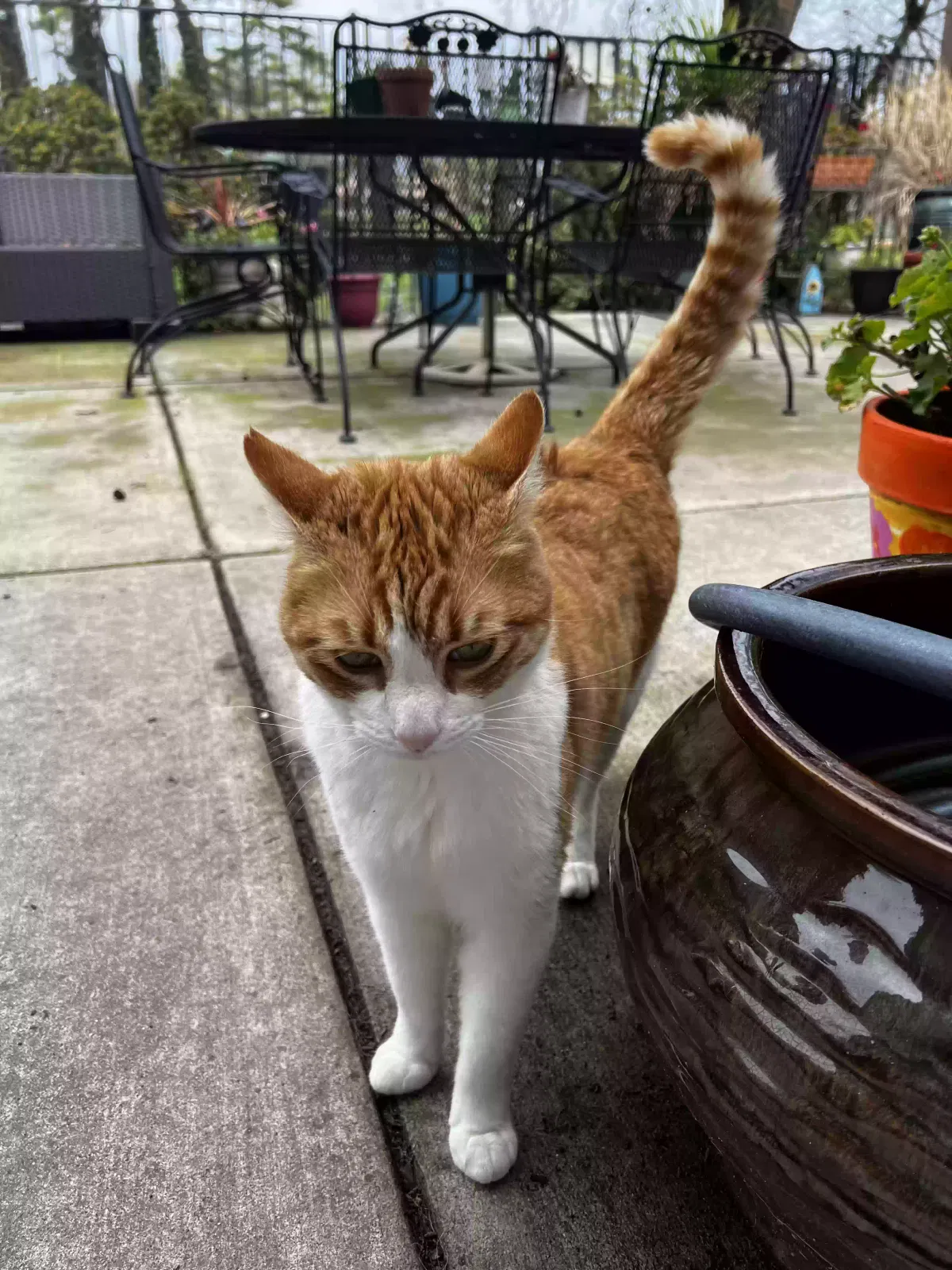 Lost cat in Stockton, CA, 95209