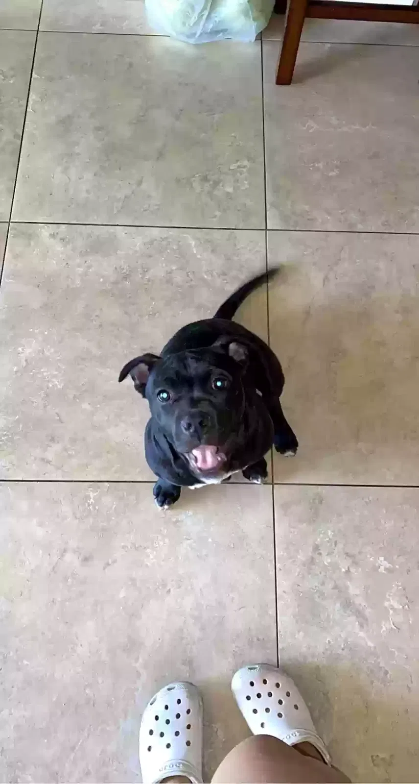 Lost dog in Glendale, AZ, 85301