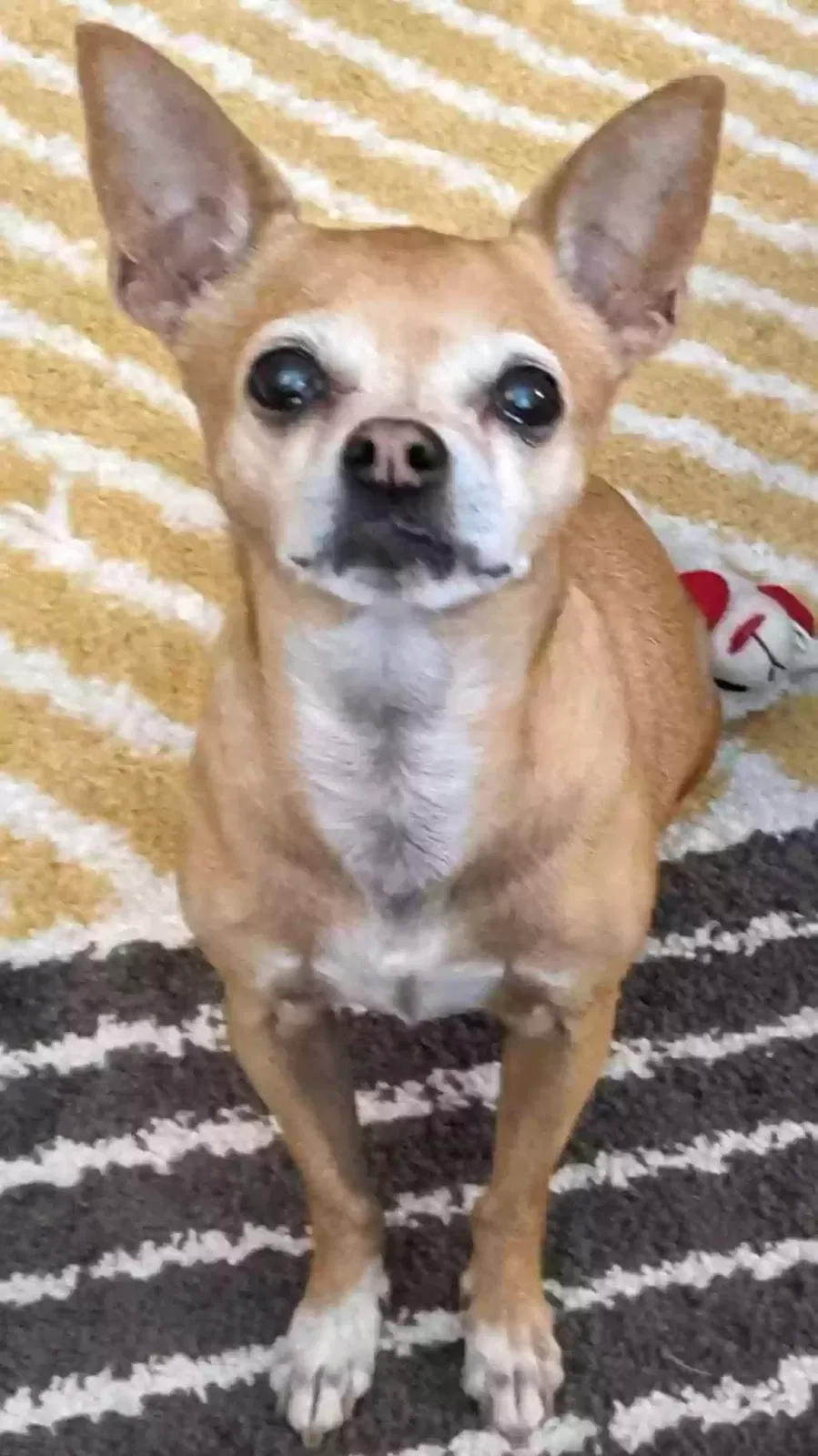 Lost dog in Las Vegas, NV, 89121