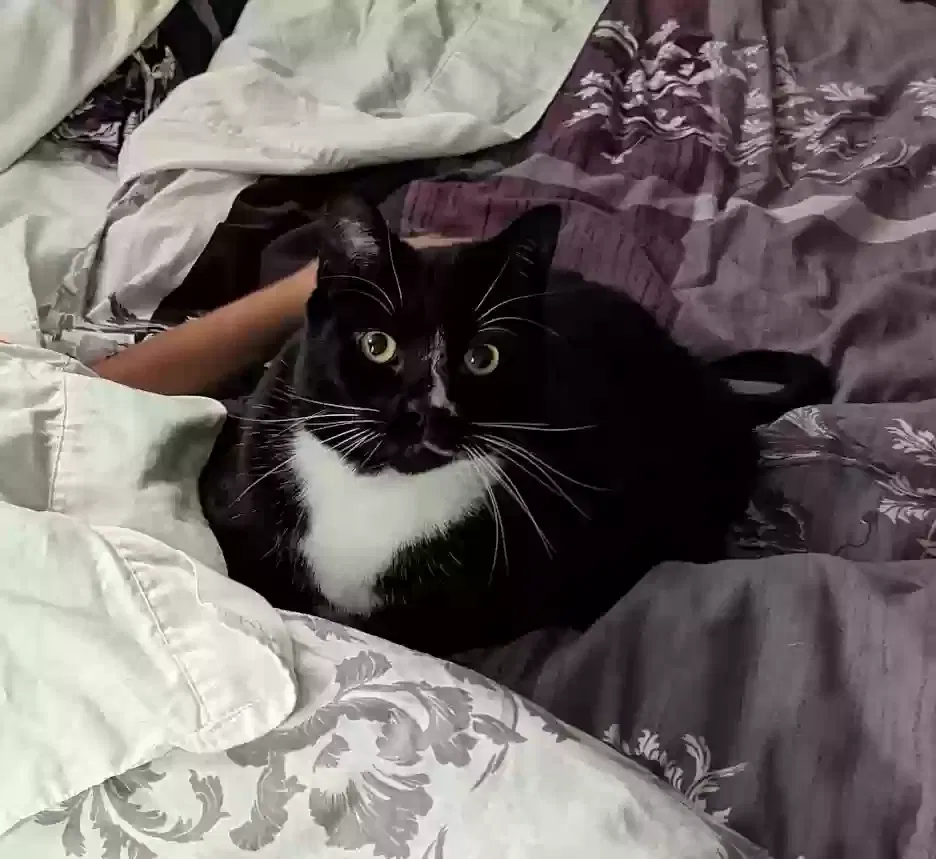 Lost cat in Canby, OR, 97013