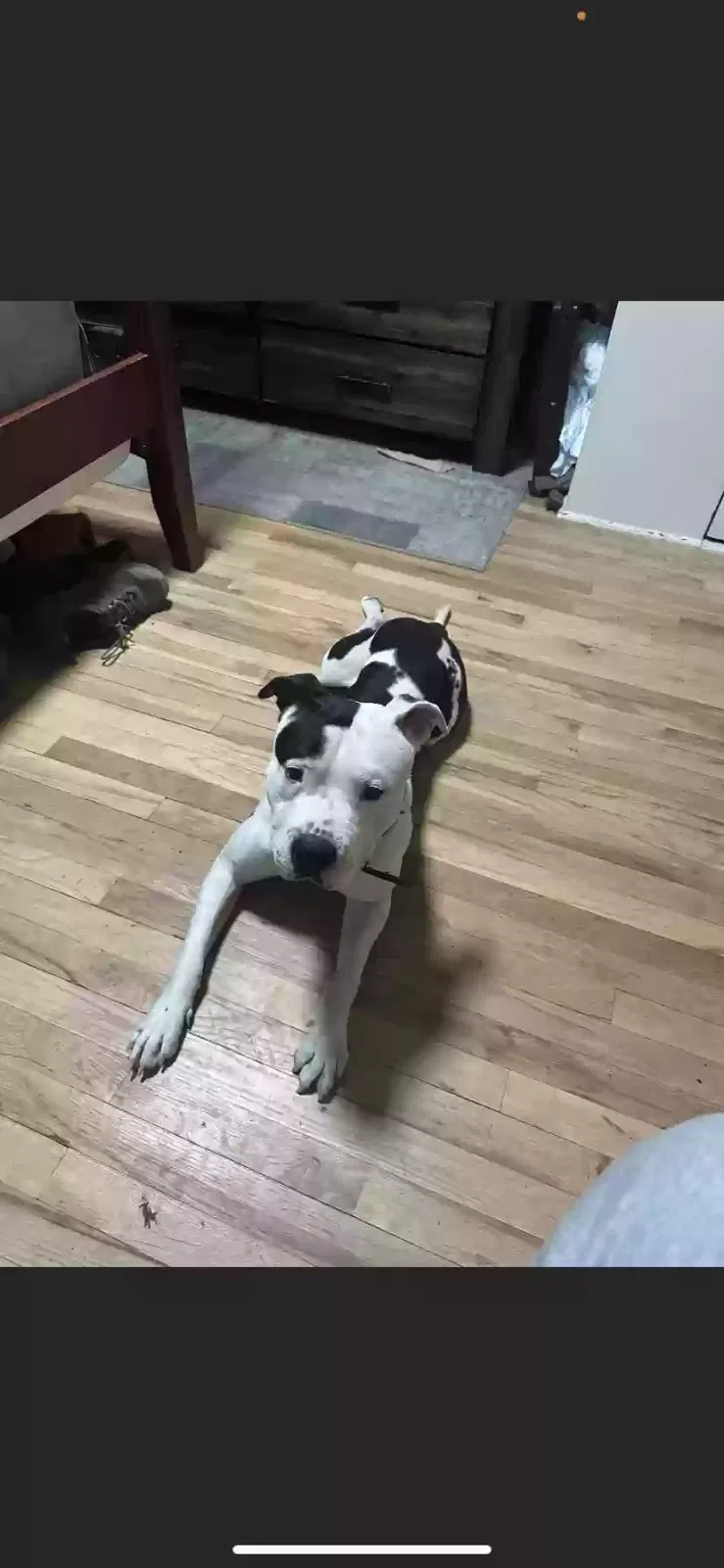 Lost dog in Albuquerque, NM, 87121