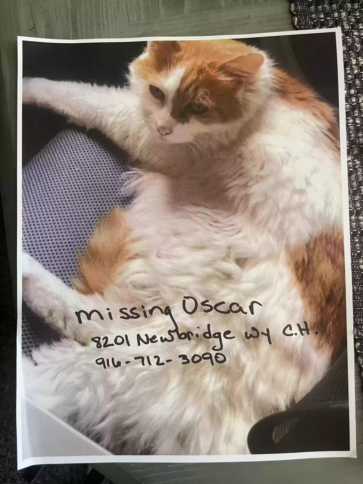 Lost cat in Citrus Heights, CA, 95610