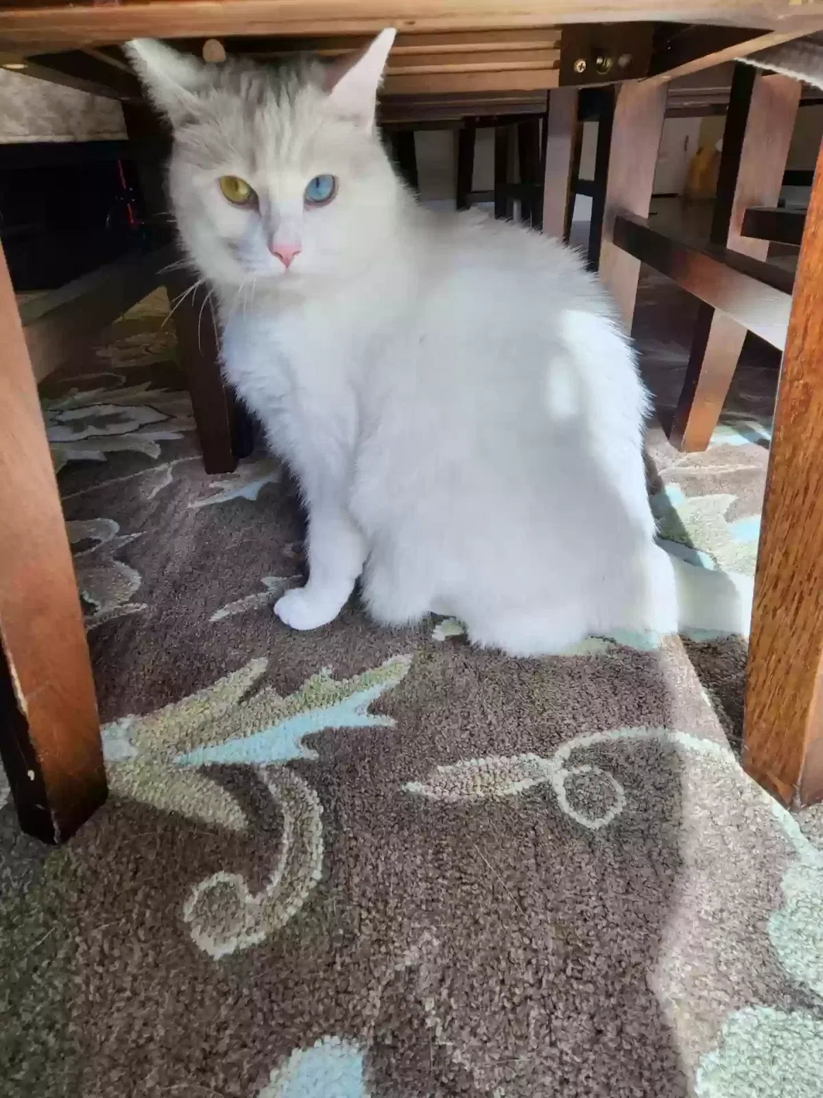Lost cat in Matthews, NC, 28104