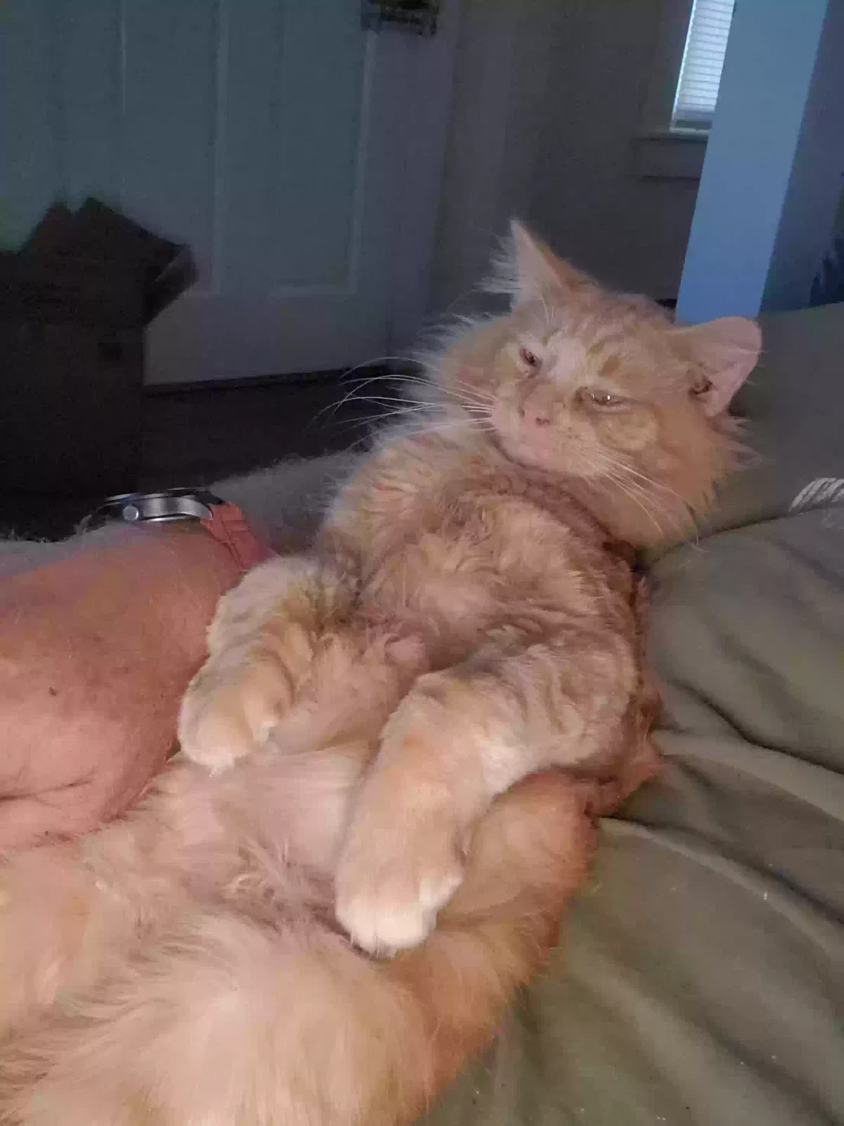 Lost cat in Gloucester, VA, 23061