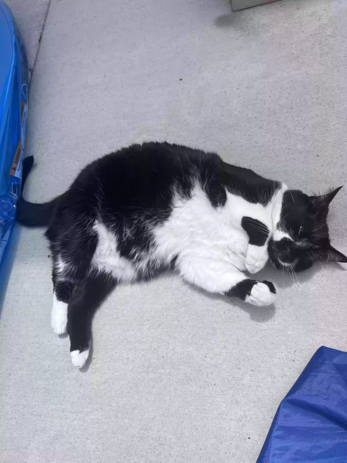 Lost cat in Fountain, CO, 80817