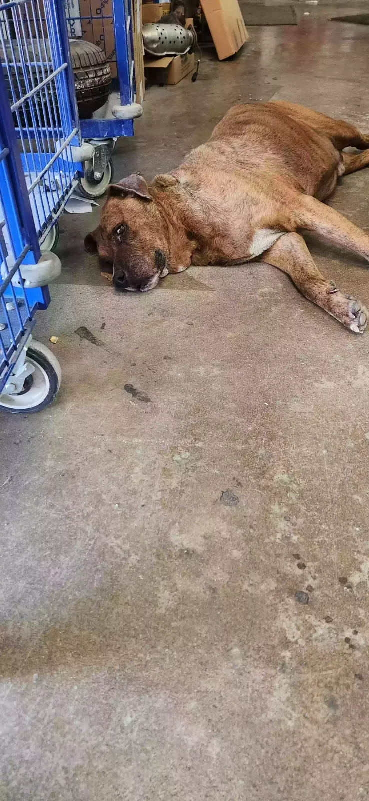 Found dog in Dallas, TX, 75229