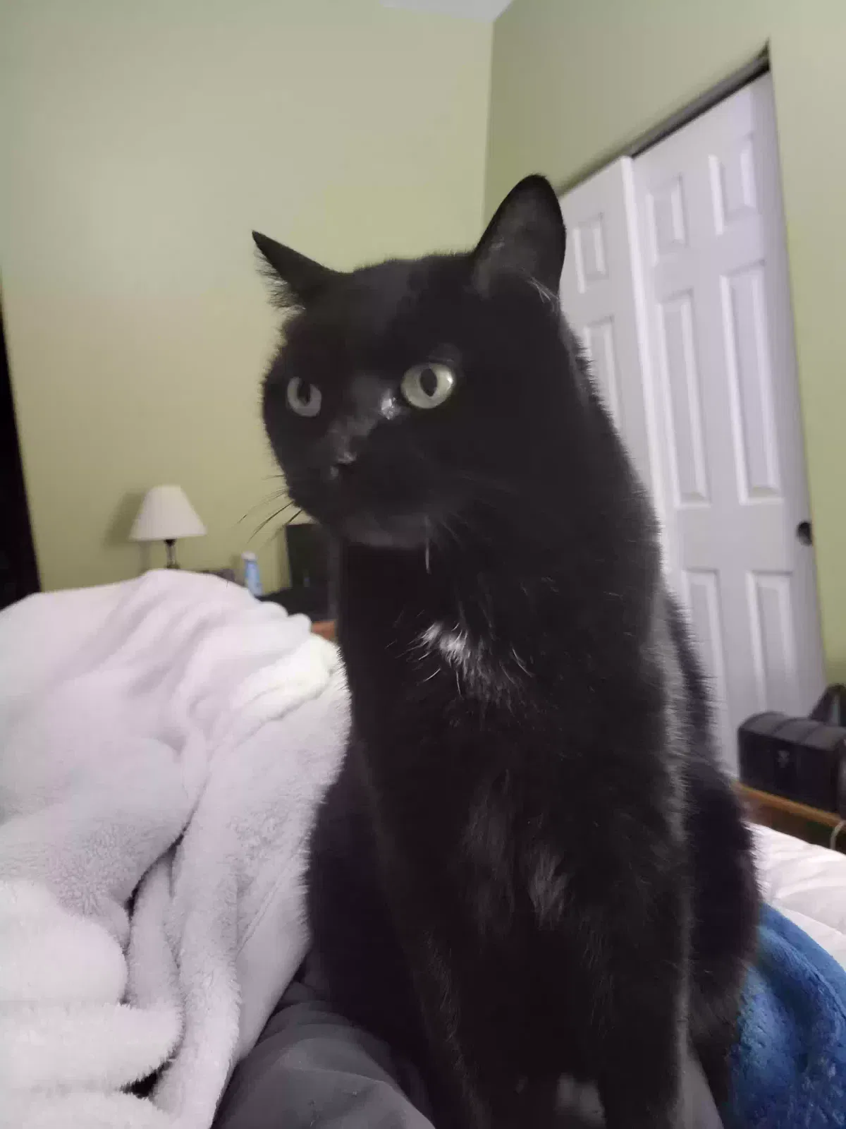 Lost cat in Manchester, NH, 3104