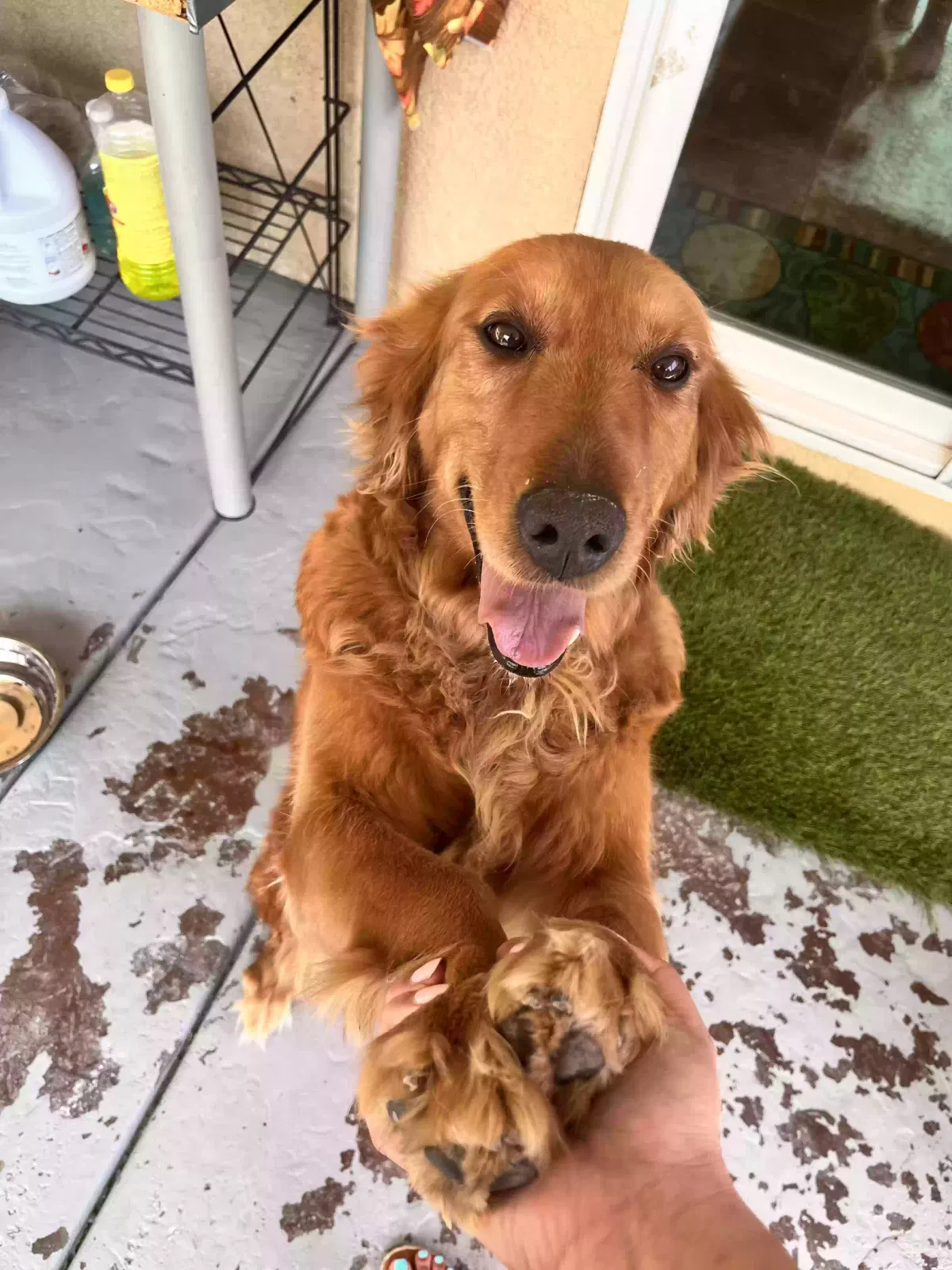 Lost dog in San Jacinto, CA, 92582