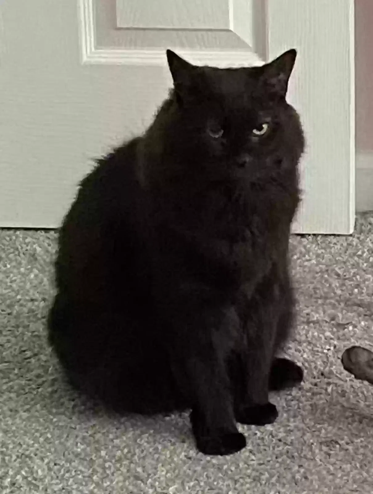 Lost cat in Bethlehem, GA, 30620