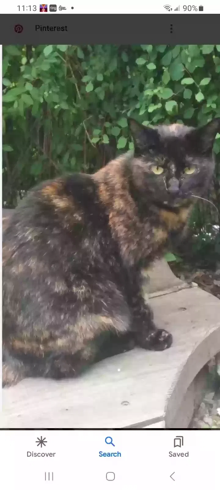 Lost cat in Jacksonville, FL, 32207