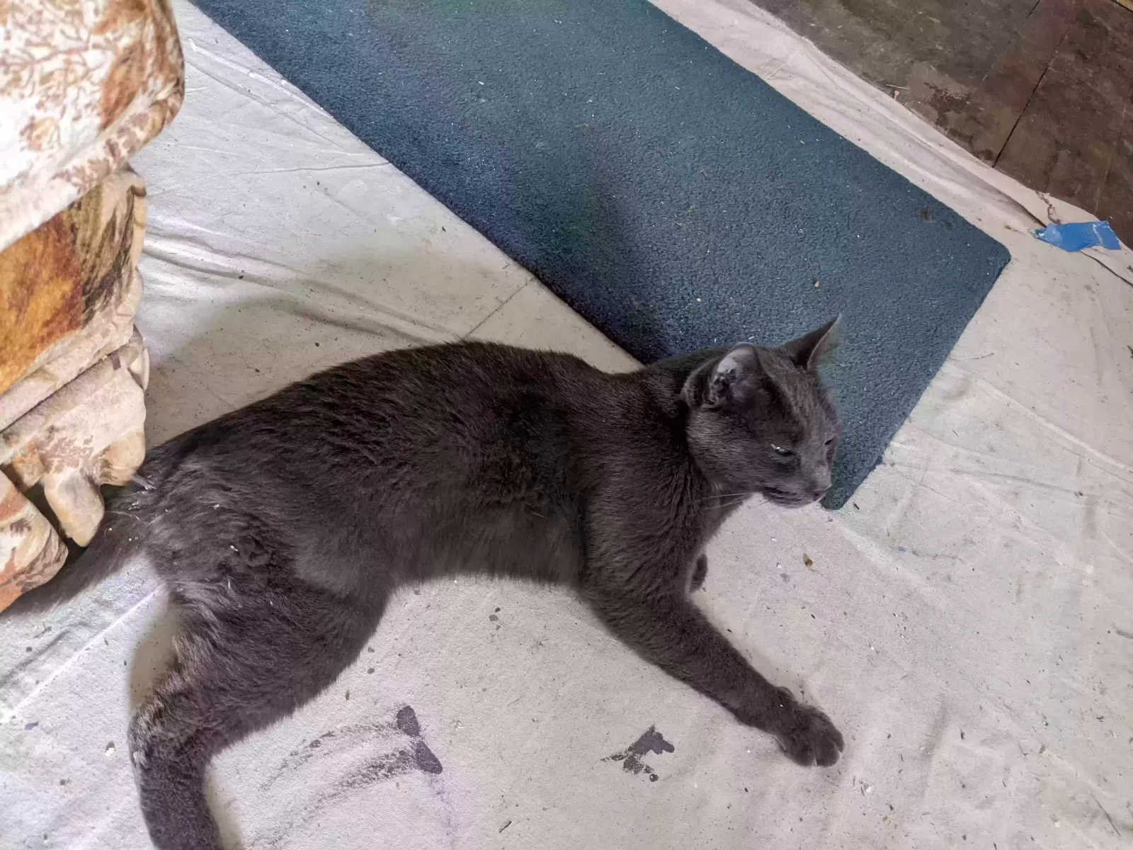 Found cat in Tacoma, WA, 98407