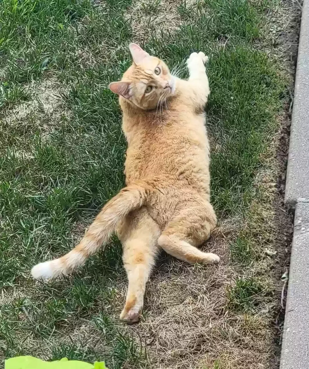 Lost cat in Augusta, KS, 67010